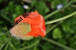 Saat-Mohn, Papaver dubium, Papaver dubium, Saat-Mohn, Papaveraceae, Blütenknospe Kauf von 03732_papaver_dubium_dsc_7785.jpg