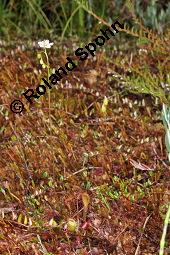 Langblättriger Sonnentau, Englischer Sonnentau, Drosera anglica, Drosera longifolia, Drosera anglica, Drosera longifolia, Langblättriger Sonnentau, Englischer Sonnentau, Droseraceae, Blühend Kauf von 03808_drosera_anglica_dsc_2671.jpg
