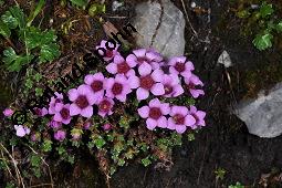 Gegenblättriger Steinbrech, Saxifraga oppositifolia, Saxifraga oppositifolia, Gegenblättriger Steinbrech, Saxifragaceae, Habitus blühend Kauf von 03902_saxifraga_oppositifolia_dsc_2457.jpg