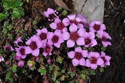 Gegenblättriger Steinbrech, Saxifraga oppositifolia, Saxifraga oppositifolia, Gegenblättriger Steinbrech, Saxifragaceae, Habitus blühend Kauf von 03902_saxifraga_oppositifolia_dsc_2458.jpg