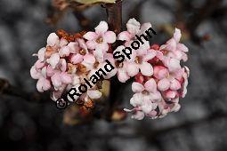 Bodnant-Schneeball, Winter-Schneeball, Viburnum x bodnantense, Viburnum bodnantense, Caprifoliaceae, Viburnum x bodnantense, Bodnant-Schneeball, Winter-Schneeball, Blhend Kauf von 03924_viburnum_bodantense_dsc_1722.jpg