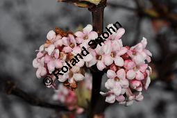 Bodnant-Schneeball, Winter-Schneeball, Viburnum x bodnantense, Viburnum bodnantense, Caprifoliaceae, Viburnum x bodnantense, Bodnant-Schneeball, Winter-Schneeball, Blühend Kauf von 03924_viburnum_bodantense_dsc_1723.jpg