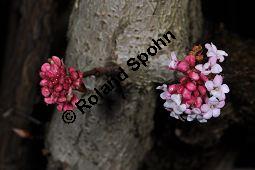 Bodnant-Schneeball, Winter-Schneeball, Viburnum x bodnantense, Viburnum bodnantense, Caprifoliaceae, Viburnum x bodnantense, Bodnant-Schneeball, Winter-Schneeball, Blühend Kauf von 03924_viburnum_bodantense_dsc_1724.jpg