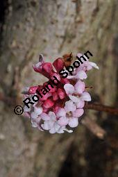 Bodnant-Schneeball, Winter-Schneeball, Viburnum x bodnantense, Viburnum bodnantense, Caprifoliaceae, Viburnum x bodnantense, Bodnant-Schneeball, Winter-Schneeball, Blhend Kauf von 03924_viburnum_bodantense_dsc_1725.jpg