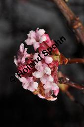 Bodnant-Schneeball, Winter-Schneeball, Viburnum x bodnantense, Viburnum bodnantense, Caprifoliaceae, Viburnum x bodnantense, Bodnant-Schneeball, Winter-Schneeball, Blhend Kauf von 03924_viburnum_bodantense_dsc_1726.jpg