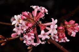 Bodnant-Schneeball, Winter-Schneeball, Viburnum x bodnantense, Viburnum bodnantense, Caprifoliaceae, Viburnum x bodnantense, Bodnant-Schneeball, Winter-Schneeball, Blhend Kauf von 03924_viburnum_bodantense_dsc_1727.jpg