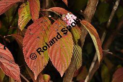 Bodnant-Schneeball, Winter-Schneeball, Viburnum x bodnantense, Viburnum bodnantense, Caprifoliaceae, Viburnum x bodnantense, Bodnant-Schneeball, Winter-Schneeball, Blhend Kauf von 03924_viburnum_bodnantense_dsc_0978.jpg