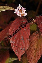 Bodnant-Schneeball, Winter-Schneeball, Viburnum x bodnantense, Viburnum bodnantense, Caprifoliaceae, Viburnum x bodnantense, Bodnant-Schneeball, Winter-Schneeball, Blühend Kauf von 03924_viburnum_bodnantense_dsc_0980.jpg