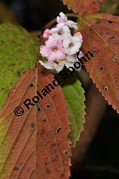 Bodnant-Schneeball, Winter-Schneeball, Viburnum x bodnantense, Viburnum bodnantense, Caprifoliaceae, Viburnum x bodnantense, Bodnant-Schneeball, Winter-Schneeball, Blhend Kauf von 03924_viburnum_bodnantense_dsc_0981.jpg