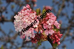 Bodnant-Schneeball, Winter-Schneeball, Viburnum x bodnantense, Viburnum bodnantense, Caprifoliaceae, Viburnum x bodnantense, Bodnant-Schneeball, Winter-Schneeball, Blhend Kauf von 03924_viburnum_bodnantense_dsc_2087.jpg