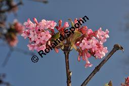 Bodnant-Schneeball, Winter-Schneeball, Viburnum x bodnantense, Viburnum bodnantense, Caprifoliaceae, Viburnum x bodnantense, Bodnant-Schneeball, Winter-Schneeball, Blhend Kauf von 03924_viburnum_bodnantense_dsc_2088.jpg