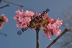 Bodnant-Schneeball, Winter-Schneeball, Viburnum x bodnantense, Viburnum bodnantense, Caprifoliaceae, Viburnum x bodnantense, Bodnant-Schneeball, Winter-Schneeball, Blhend Kauf von 03924_viburnum_bodnantense_dsc_2089.jpg