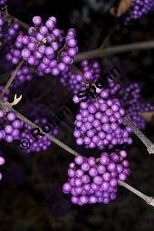 Bodinieres Schnfrucht 'Profusion', Liebesperlenstrauch 'Profusion', Callicarpa bodinieri var. giraldii 'Profusion', Verbenaceae, Callicarpa bodinieri var. giraldii 'Profusion', Bodinieres Schnfrucht 'Profusion', Liebesperlenstrauch 'Profusion', fruchtend Kauf von 03939_callicarpa_bodinieri_giraldii_profusion_dsc_1001.jpg