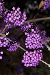 Bodinieres Schönfrucht 'Profusion', Liebesperlenstrauch 'Profusion', Callicarpa bodinieri var. giraldii 'Profusion', Verbenaceae, Callicarpa bodinieri var. giraldii 'Profusion', Bodinieres Schönfrucht 'Profusion', Liebesperlenstrauch 'Profusion', fruchtend Kauf von 03939_callicarpa_bodinieri_giraldii_profusion_dsc_1002.jpg