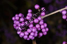 Bodinieres Schönfrucht 'Profusion', Liebesperlenstrauch 'Profusion', Callicarpa bodinieri var. giraldii 'Profusion', Verbenaceae, Callicarpa bodinieri var. giraldii 'Profusion', Bodinieres Schönfrucht 'Profusion', Liebesperlenstrauch 'Profusion', fruchtend Kauf von 03939_callicarpa_bodinieri_giraldii_profusion_dsc_1003.jpg