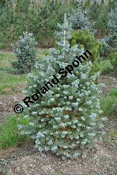 Zwerg-Kork-Tanne, Felsengebirgs-Tanne 'Compacta', Abies lasiocarpa 'Compacta', Pinaceae, Abies lasiocarpa 'Compacta', Zwerg-Kork-Tanne, Felsengebirgs-Tanne 'Compacta', Zweigausschnitt Kauf von 04024_abies_lasiocarpa_compacta_dsc_0787.jpg