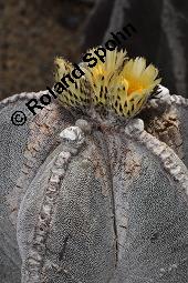 Bischofsmtze, Sternkaktus, Astrophytum myriostigma, Astrophytum myriostigma, Bischofsmtze, Sternkaktus, Cactaceae, Blhend Kauf von 04037_astrophytum_myriostigma_dsc_4353.jpg