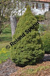 Zuckerhut-Fichte, Picea glauca 'Conica', Picea glauca 'Conica', Zuckerhut-Fichte, Zuckerhutfichte, Pinaceae, Habitus mit Gartenzwerg Kauf von 04051_picea_glauca_conica_dsc_3267.jpg