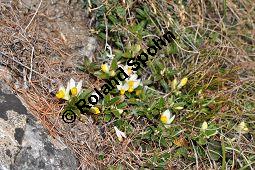 Buchsblättrige Kreuzblume, Zwergbuchs, Buchsblättriges Kreuzblümchen, Polygala chamaebuxus, Polygalaceae, Polygala chamaebuxus, Buchsblättriges Kreuzblümchen, Buchsblättrige Kreuzblume, Blühend Kauf von 04058_polygala_chamaebuxus_dsc_1130.jpg