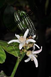 Buddhas Hand, Zitronatzitrone 'Buddhas Hand', Citrus medica var. sarcodactylis, Citrus medica cv. digitata, Citrus medica var. sarcodactylis, Citrus medica cv. digitata, Buddhas Hand, Zitronatzitrone 'Buddhas Hand', Rutaceae, Blühend Kauf von 04068_citrus_medica_sarcodactylis_dsc_6921.jpg