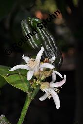 Buddhas Hand, Zitronatzitrone 'Buddhas Hand', Citrus medica var. sarcodactylis, Citrus medica cv. digitata, Citrus medica var. sarcodactylis, Citrus medica cv. digitata, Buddhas Hand, Zitronatzitrone 'Buddhas Hand', Rutaceae, Blühend Kauf von 04068_citrus_medica_sarcodactylis_dsc_6922.jpg