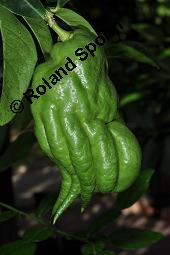 Buddhas Hand, Zitronatzitrone 'Buddhas Hand', Citrus medica var. sarcodactylis, Citrus medica cv. digitata, Citrus medica var. sarcodactylis, Citrus medica cv. digitata, Buddhas Hand, Zitronatzitrone 'Buddhas Hand', Rutaceae, Blühend Kauf von 04068_citrus_medica_sarcodactylis_dsc_6923.jpg