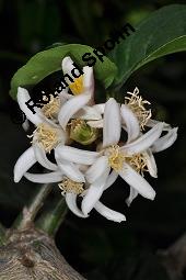 Buddhas Hand, Zitronatzitrone 'Buddhas Hand', Citrus medica var. sarcodactylis, Citrus medica cv. digitata, Citrus medica var. sarcodactylis, Citrus medica cv. digitata, Buddhas Hand, Zitronatzitrone 'Buddhas Hand', Rutaceae, Blhend Kauf von 04068_citrus_medica_sarcodactylis_dsc_6925.jpg