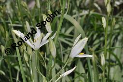 Astlose Graslilie, Anthericum liliago, Anthericum liliago, Astlose Graslilie, Liliaceae, Blühend Kauf von 04119_anthericum_liliago_dsc_4391.jpg