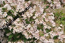 Kolkwitzie, Kolkwitzia amabilis, Kolkwitzia amabilis, Kolkwitzie, Caprifoliaceae, Habitus blühend Kauf von 04126_kolkwitzia_amabilis_dsc_4132.jpg