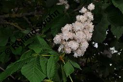 Gefüllte Rosskastanie, Rosskastanie 'Plena', Rosskastanie 'Baumannii', Aesculus hippocastanum 'Plena', Aesculus hippocastanum 'Flore Pleno', Aesculus hippocastanum 'Baumannii', Aesculus hippocastanum 'Plena', Aesculus hippocastanum 'Flore Pleno', Aesculus hippocastanum 'Baumannii', Gefüllte Rosskastanie, Rosskastanie 'Plena', Rosskastanie 'Baumannii', Sapindaceae, Blühend Kauf von 04140_aesculus_hippocastanum_plena_dsc_3888.jpg