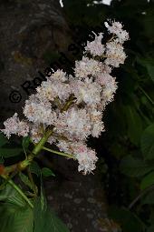 Gefüllte Rosskastanie, Rosskastanie 'Plena', Rosskastanie 'Baumannii', Aesculus hippocastanum 'Plena', Aesculus hippocastanum 'Flore Pleno', Aesculus hippocastanum 'Baumannii', Aesculus hippocastanum 'Plena', Aesculus hippocastanum 'Flore Pleno', Aesculus hippocastanum 'Baumannii', Gefüllte Rosskastanie, Rosskastanie 'Plena', Rosskastanie 'Baumannii', Sapindaceae, Blühend Kauf von 04140_aesculus_hippocastanum_plena_dsc_3890.jpg