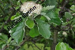 Schwedische Mehlbeere, Oxelbeere, Sorbus intermedia, Sorbus intermedia, Schwedische Mehlbeere, Oxelbeere, Rosaceae, Blhend Kauf von 04453_sorbus_intermedia_dsc_0807.jpg