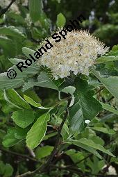 Schwedische Mehlbeere, Oxelbeere, Sorbus intermedia, Sorbus intermedia, Schwedische Mehlbeere, Oxelbeere, Rosaceae, Blhend Kauf von 04453_sorbus_intermedia_dsc_0808.jpg