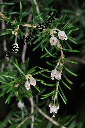 Baum-Heide, Bruyere, Erica arborea, Erica arborea, Baum-Heide, Bruyere, Ericaceae, Blühend Kauf von 04460_erica_arborea_dsc_8415.jpg