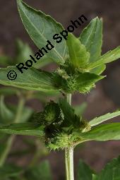 Einjähriges Bingelkraut, Mercurialis annua, Mercurialis annua, Einjähriges Bingelkraut, Euphorbiaceae, fruchtend Kauf von 04476_mercurialis_annua_dsc_4110.jpg