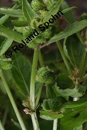 Einjähriges Bingelkraut, Mercurialis annua, Mercurialis annua, Einjähriges Bingelkraut, Euphorbiaceae, fruchtend Kauf von 04476_mercurialis_annua_dsc_4111.jpg
