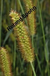 Fuchsrote Borstenhirse, Fuchshirse, Gelbrote Borstenhirse, Graugrüner Fennich, Graugrüne Borstenhirse, Setaria pumila, Setaria glauca, Setaria lutescens, Setaria pumila, Setaria glauca, Setaria lutescens, Fuchsrote Borstenhirse, Fuchshirse, Gelbrote Borstenhirse, Graugrüner Fennich, Graugrüne Borstenhirse, Poaceae, unreif fruchtend Kauf von 04584_setaria_pumila_dsc_3461.jpg