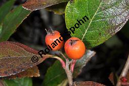 Lederblättriger Weißdorn, Leder-Weißdorn, Crataegus lavallei, Crataegus x lavallei 'Carrierei', Crataegus carrierei, Crataegus x lavallei 'Carrierei', Crataegus lavallei 'Carrierei', Crataegus carrierei, Lederblättriger Weißdorn, Crataegus x lavallei 'Carriere', Rosaceae, Blühend Kauf von 04595_crataegus_lavallei_carrierei_dsc_1017.jpg