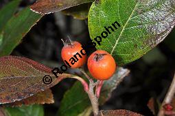 Lederblttriger Weidorn, Leder-Weidorn, Crataegus lavallei, Crataegus x lavallei 'Carrierei', Crataegus carrierei, Crataegus x lavallei 'Carrierei', Crataegus lavallei 'Carrierei', Crataegus carrierei, Lederblttriger Weidorn, Crataegus x lavallei 'Carriere', Rosaceae, Blhend Kauf von 04595_crataegus_lavallei_carrierei_dsc_1017.jpg