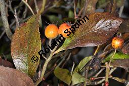Lederblättriger Weißdorn, Leder-Weißdorn, Crataegus lavallei, Crataegus x lavallei 'Carrierei', Crataegus carrierei, Crataegus x lavallei 'Carrierei', Crataegus lavallei 'Carrierei', Crataegus carrierei, Lederblättriger Weißdorn, Crataegus x lavallei 'Carriere', Rosaceae, Blühend Kauf von 04595_crataegus_lavallei_carrierei_dsc_1019.jpg
