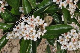 Lederblättriger Weißdorn, Leder-Weißdorn, Crataegus lavallei, Crataegus x lavallei 'Carrierei', Crataegus carrierei, Crataegus x lavallei 'Carrierei', Crataegus lavallei 'Carrierei', Crataegus carrierei, Lederblättriger Weißdorn, Crataegus x lavallei 'Carriere', Rosaceae, Blühend Kauf von 04595_crataegus_lavallei_dsc_4142.jpg