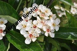 Lederblättriger Weißdorn, Leder-Weißdorn, Crataegus lavallei, Crataegus x lavallei 'Carrierei', Crataegus carrierei, Crataegus x lavallei 'Carrierei', Crataegus lavallei 'Carrierei', Crataegus carrierei, Lederblättriger Weißdorn, Crataegus x lavallei 'Carriere', Rosaceae, Blühend Kauf von 04595_crataegus_lavallei_dsc_4144.jpg