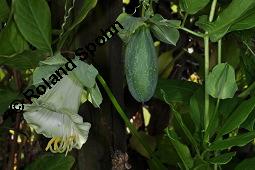 Glockenrebe, Cobaea scandens, Cobaea scandens, Glockenrebe, Cobaeaceae, fruchtend Kauf von 04640_cobaea_scandens_dsc_7573.jpg