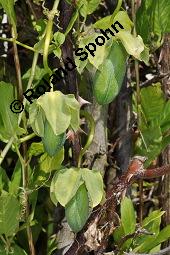 Glockenrebe, Cobaea scandens, Cobaea scandens, Glockenrebe, Cobaeaceae, fruchtend Kauf von 04640_cobaea_scandens_dsc_7575.jpg