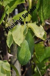 Glockenrebe, Cobaea scandens, Cobaea scandens, Glockenrebe, Cobaeaceae, fruchtend Kauf von 04640_cobaea_scandens_dsc_7576.jpg