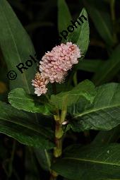 Polygonum amphibium, Sumpf-Knterich, Persicaria amphibia, Polygonum amphibium, Persicaria amphibia, Sumpf-Knterich, Wasser-Knterich, Polygonaceae, Blhend Kauf von 04644_persicaria_amphibia_dsc_3004.jpg