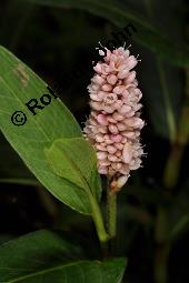 Polygonum amphibium, Sumpf-Knöterich, Persicaria amphibia, Polygonum amphibium, Persicaria amphibia, Sumpf-Knöterich, Wasser-Knöterich, Polygonaceae, Blühend Kauf von 04644_persicaria_amphibia_dsc_3007.jpg