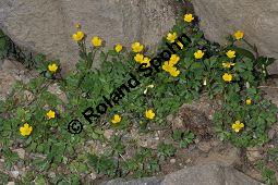 Kriechender Hahnenfuß, Ranunculus repens, Ranunculaceae, Ranunculus repens, Kriechender Hahnenfuß, Habitus blühend Kauf von 04906_ranunculus_repens_dsc_3691.jpg