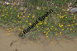 Kriechender Hahnenfuß, Ranunculus repens, Ranunculaceae, Ranunculus repens, Kriechender Hahnenfuß, Habitus blühend Kauf von 04906_ranunculus_repens_dsc_3693.jpg