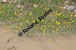 Kriechender Hahnenfuß, Ranunculus repens, Ranunculaceae, Ranunculus repens, Kriechender Hahnenfuß, Habitus blühend Kauf von 04906_ranunculus_repens_dsc_3694.jpg